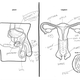 Illustration for article titled Adults Are Laughably Bad at Identifying Human Reproductive Systems